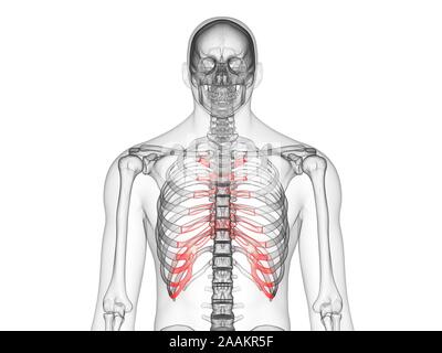 Cartilage costal, illustration de l'ordinateur. Banque D'Images
