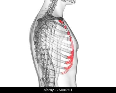 Cartilage costal, illustration de l'ordinateur. Banque D'Images