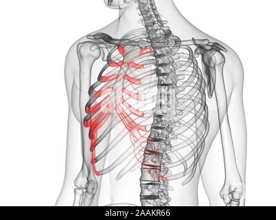 Cartilage costal, illustration de l'ordinateur. Banque D'Images