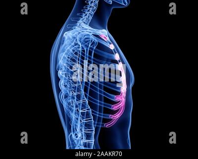 Cartilage costal, illustration de l'ordinateur. Banque D'Images