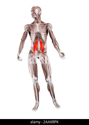 Muscle grand psoas, illustration de l'ordinateur. Banque D'Images