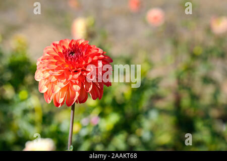 Dahlia sur fond de fleurs. Se concentrer sur une fleur. Profondeur de champ Banque D'Images