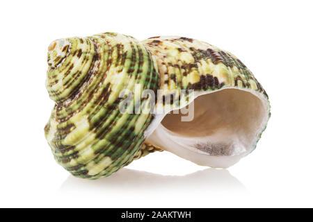 Sea shell avec green isolé sur un fond blanc. Photo empilés Banque D'Images