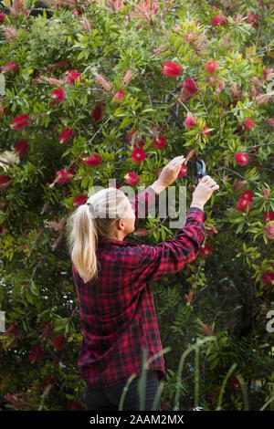 Woman pruning flowers in garden Banque D'Images