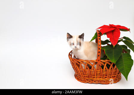 Mignon chaton blanc avec les oreilles marron, British Shorthair, assis dans le panier orange avec une fleur rouge sur un fond blanc, isoler.Petit beau chat Banque D'Images