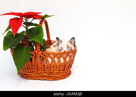 Mignon chaton blanc avec les oreilles marron, British Shorthair, assis dans le panier orange avec une fleur rouge sur un fond blanc, isoler.Petit beau chat Banque D'Images