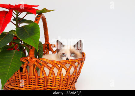 Mignon chaton blanc avec les oreilles marron, British Shorthair, assis dans le panier orange avec une fleur rouge sur un fond blanc, isoler.Petit beau chat Banque D'Images