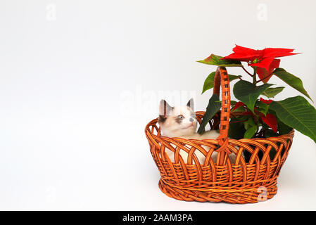 Mignon chaton blanc avec les oreilles marron, British Shorthair, assis dans le panier orange avec une fleur rouge sur un fond blanc, isoler.Petit beau chat Banque D'Images