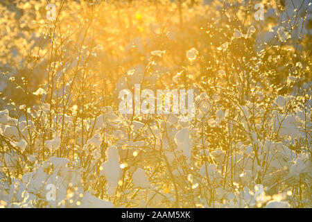 Une neige d'automne fraîche accrochés aux buissons de saules qui sont éclairées par le soleil couchant dans les régions rurales de l'Alberta Canada Banque D'Images