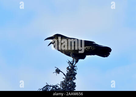 Un Grand Corbeau Corvus corax noir', perché au sommet d'une épinette étant vocal dans des régions rurales de l'Alberta, Canada. Banque D'Images