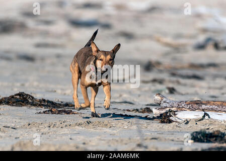 Mixed breed dog attentivement traverse la plage de sable entre l'algue et de sciage de bois flotté. Banque D'Images