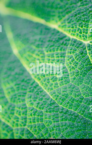 Gros plan des feuilles de bardane vert, macro photo d'arrière-plan. Banque D'Images