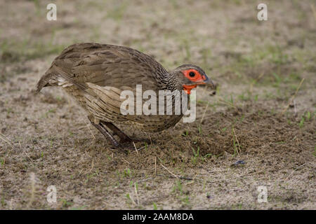 Swainsonfrankolin | Francolinus swainsonii Francolin scharrt Swainsons - Swainsonfrankolin nach Futter Mahango NP, Namibie Banque D'Images