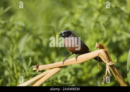 | Elfenastrild Estrilda erythronotus cheeked Waxbill Noir - Elfenastrild Maennchen Ondekaremba ferme, Namibie Banque D'Images