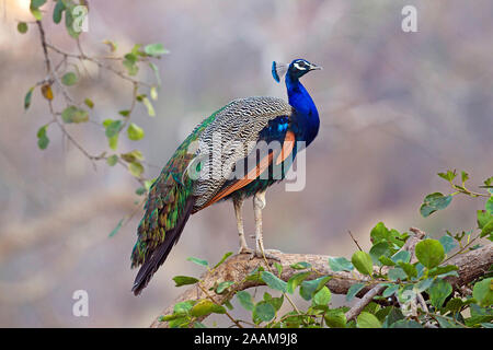 Blauer Pfau auf ruhend Ast Banque D'Images