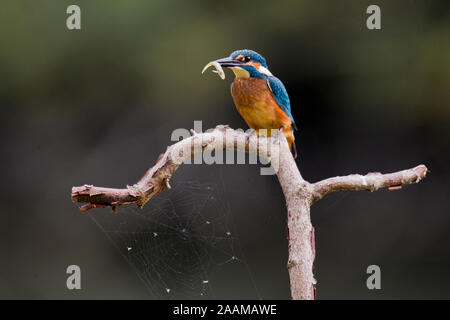 Optimize Alcedo atthis Kingfisher ; ; mit Beute, Autriche Banque D'Images