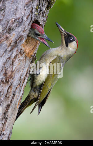 Grünspecht Alt- und Jungvogel Banque D'Images