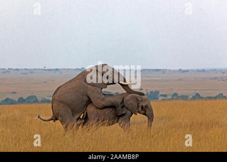 Afrikanischer Elefant - Paarung Banque D'Images