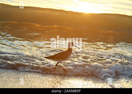 Silhouette d'oiseau marche sur les vagues de l'océan Banque D'Images