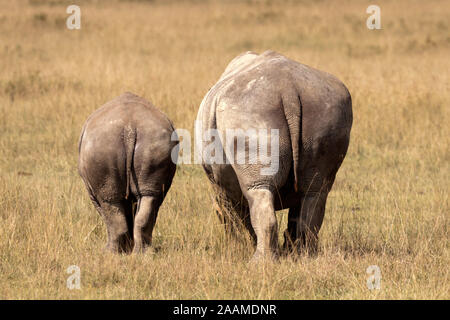 Breitmaulnashorn Banque D'Images