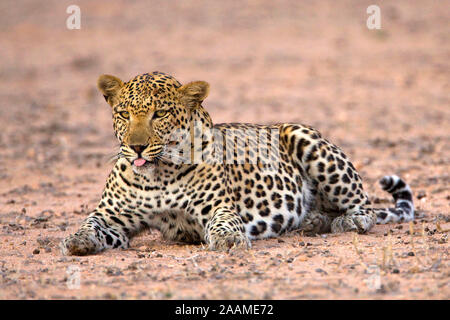 Leopard | Panthera pardus - Leopard Leoparden Maennchen ruhend Kalahari Gemsbok NP, Suedafrika Banque D'Images
