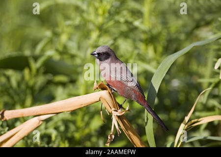 | Elfenastrild Estrilda erythronotus cheeked Waxbill Noir - Elfenastrild Maennchen Ondekaremba ferme, Namibie Banque D'Images