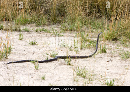 | Dendroaspis polylepis Schwarze Mamba - Schwarze Black Mamba Mamba auf der Suche nach Nahrung. Sehr gefaehrliche Sambesi Schlange River, en Namibie Banque D'Images