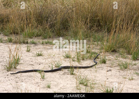 | Dendroaspis polylepis Schwarze Mamba - Schwarze Black Mamba Mamba auf der Suche nach Nahrung. Sehr gefaehrliche Sambesi Schlange River, en Namibie Banque D'Images