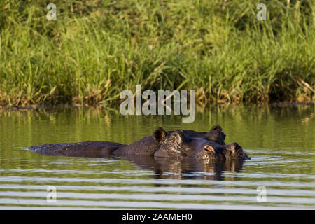 Flusspferd | Hippopotamus amphibius hippopotame - schwimmend NP Mahango, Caprivi occidental, Namibie Banque D'Images