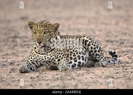 Leopard | Panthera pardus - Leopard Leoparden Maennchen ruhend Kalahari Gemsbok NP, Suedafrika Banque D'Images