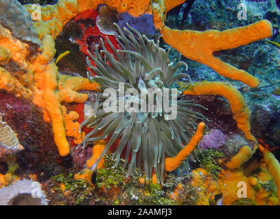 Un géant dans la mer des Caraïbes (Anémone Condylactis gigantea) Banque D'Images