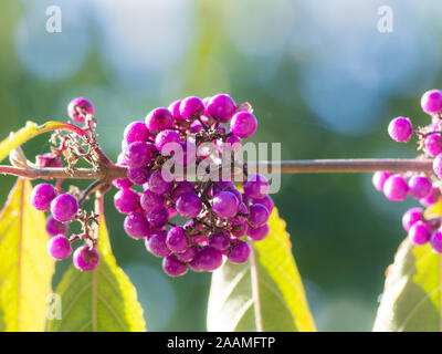 Libre de baies violet et vert feuilles d'un Callicarpa bodinieri bush dans un jardin Banque D'Images