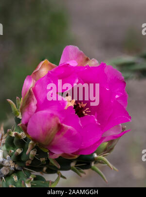 (Cholla Cylindropuntia imbricata) blossom, Kasha-Katuwe Tent Rocks National Monument. Le Nouveau Mexique. Banque D'Images