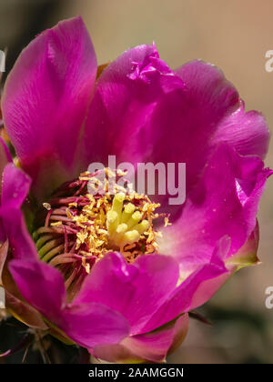 (Cholla Cylindropuntia imbricata) blossom, Bandelier National Monument, Los Alamos, Nouveau Mexique. Banque D'Images