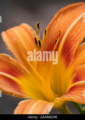 Lilly, visitor centre jardin, Bandelier National Monument, Los Alamos, Nouveau Mexique. Banque D'Images