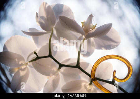 Fleurs blanches de Phalaenopsis Orchid sur la fenêtre Banque D'Images