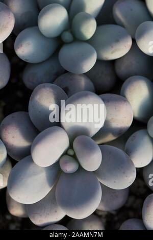 Pachyphytum oviferum plante. Banque D'Images
