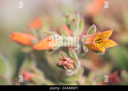 La floraison Echeveria pulvinata 'Ruby' plante. Banque D'Images