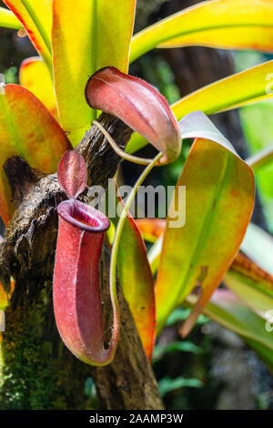 Plante Carnivore Nepenthes Tropical Liana. Carnivores herbacées avec réducteur une cruche piège pour les insectes. Rouge lumineux verseuse Nepenthes Banque D'Images