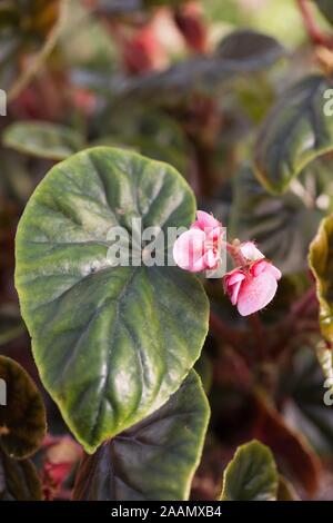 Thurstonii bégonia, la floraison. Banque D'Images