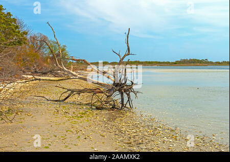 Squelette de l'arbre jusqu'à la rive de l'océan sur l'Assateague Island National Seashore dans Maryland Banque D'Images