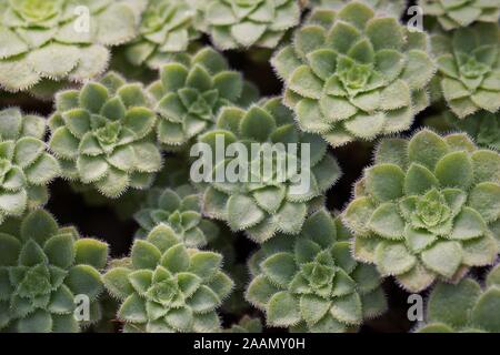 Aeonium tabuliforme plante. Banque D'Images