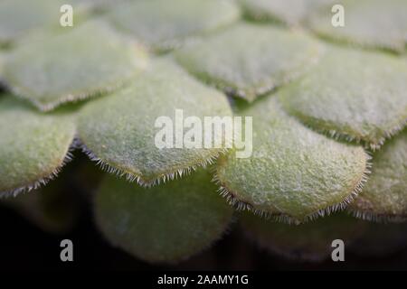 Aeonium tabuliforme plante. Banque D'Images