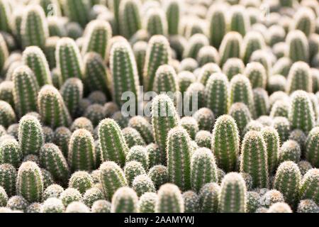 Echinopsis chamaecereus, aussi connu sous le nom de "cactus d'arachide". Banque D'Images