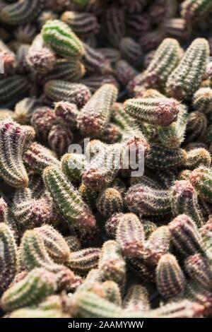 Echinopsis chamaecereus, aussi connu sous le nom de "cactus d'arachide". Banque D'Images