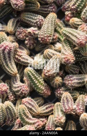 Echinopsis chamaecereus, aussi connu sous le nom de "cactus d'arachide". Banque D'Images