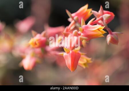 La floraison Echeveria 'chroma' plante. Banque D'Images