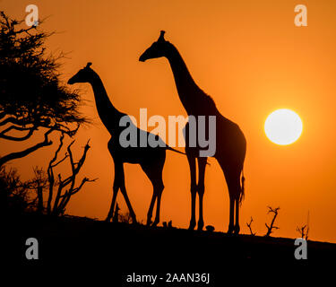 Silhouette d'une mère et son petit Girafes au coucher du soleil au Botswana, l'Afrique Banque D'Images