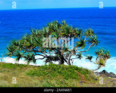 Vue sur la pointe de Cabarita New South Wales Australie Banque D'Images