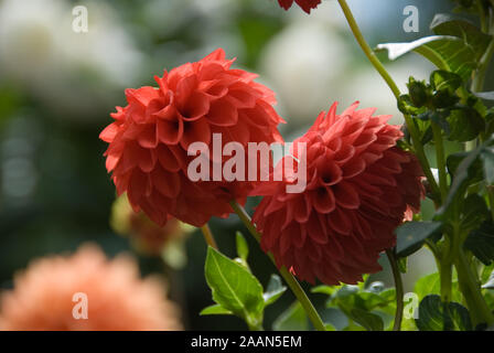 Vue latérale des deux fleurs DAHLIA ORANGE profond. Banque D'Images